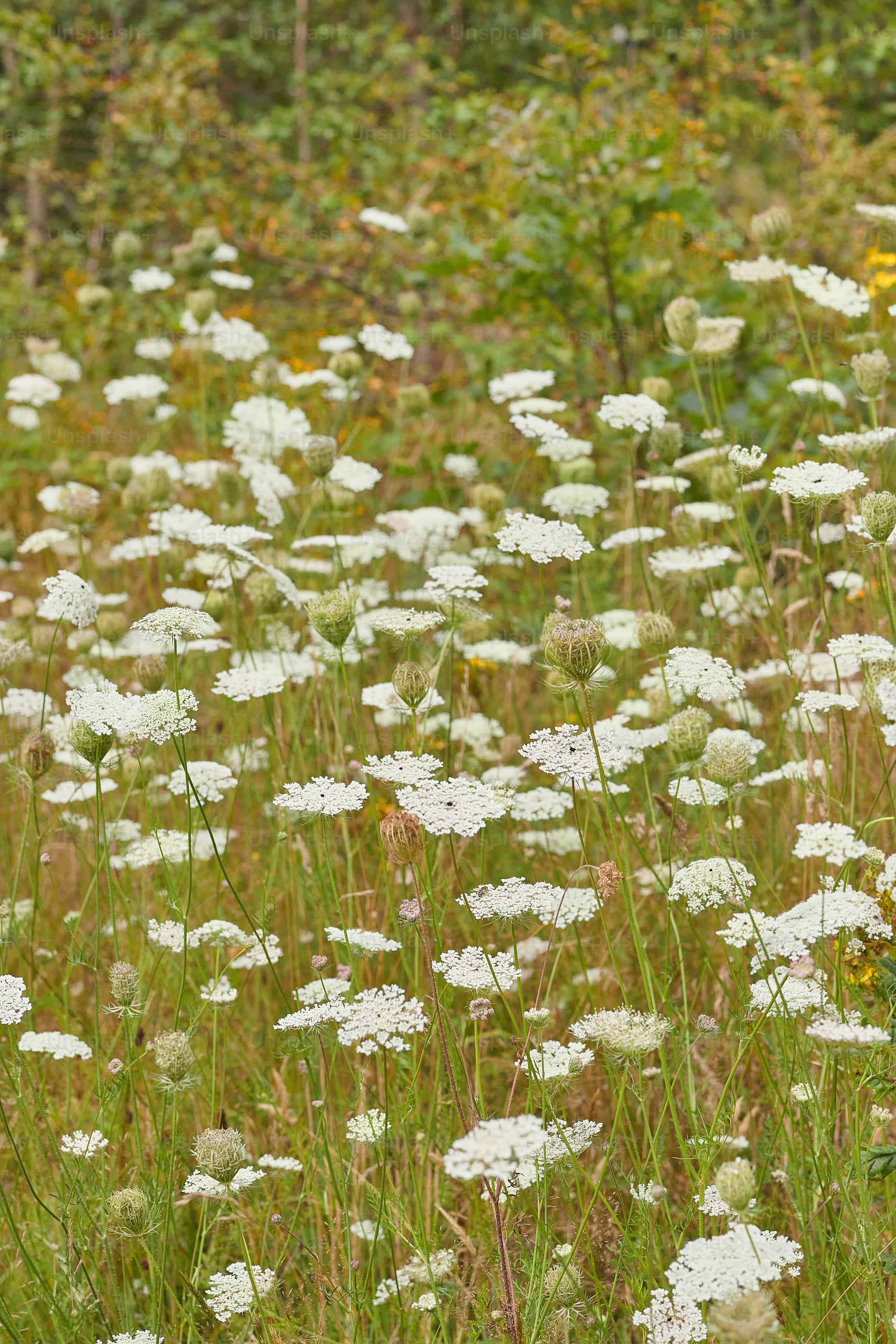 Divoko kvitnúca prírodná záhrada s lúčnymi rastlinami